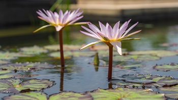 Water Lillies (<em>Nymphaea tetragona</em>) peacefully floating in a calm pool of the Water Garden.